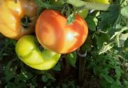 Pomidory gruntowe