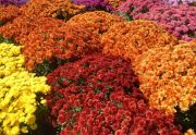 Sprzedaż kwiatów sezon jesienny