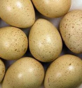 Jaja bażantów : złotych