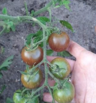 Pomidory czarne koktailowe