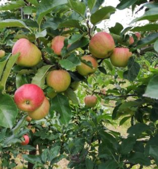 Jabłka odmiana Rubin z domowego sadu