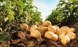 ziemniaki odmiana Ignacy