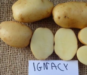 Ziemniaki Ignacy