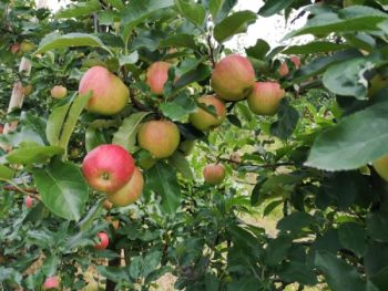 jabłka odmiana Idared