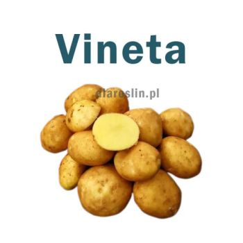 Ziemniak Vineta