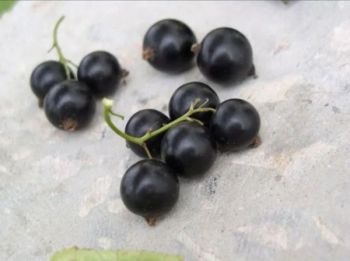 Czarna porzeczka - owoce