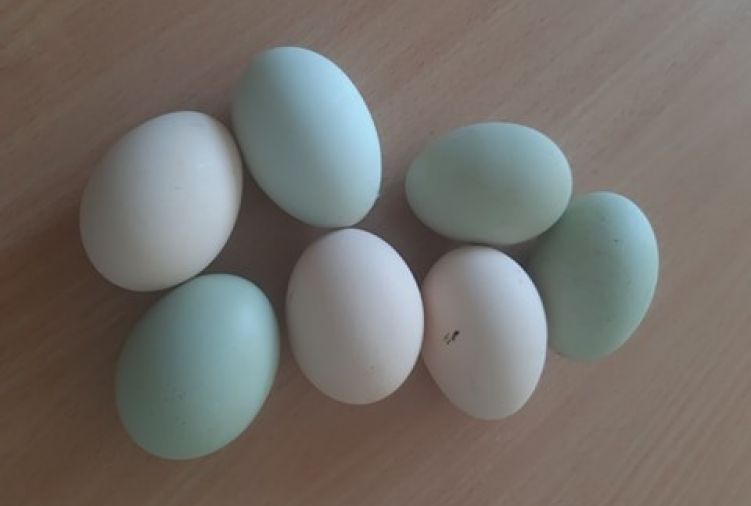 Wiejskie jajka