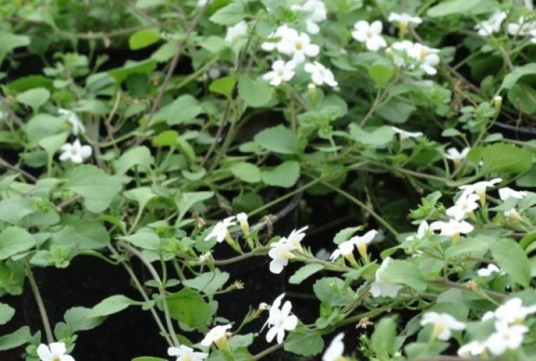 Bacopa (Bacopa) - kwiaty z gospodarstwa ogrodniczego