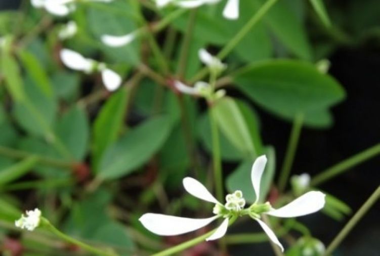 Euphorbia / Wilczomlecz (Euphorbia)