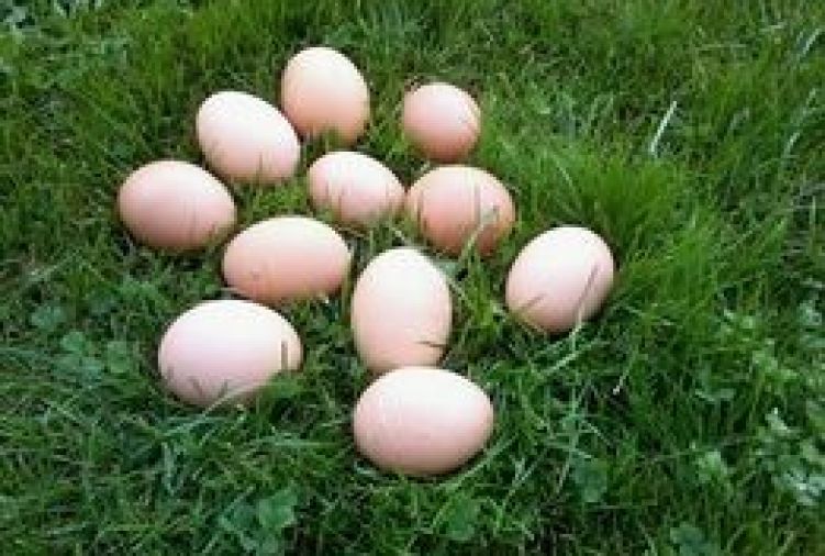 Wiejskie jajka duże