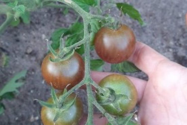 Pomidory czarne koktailowe