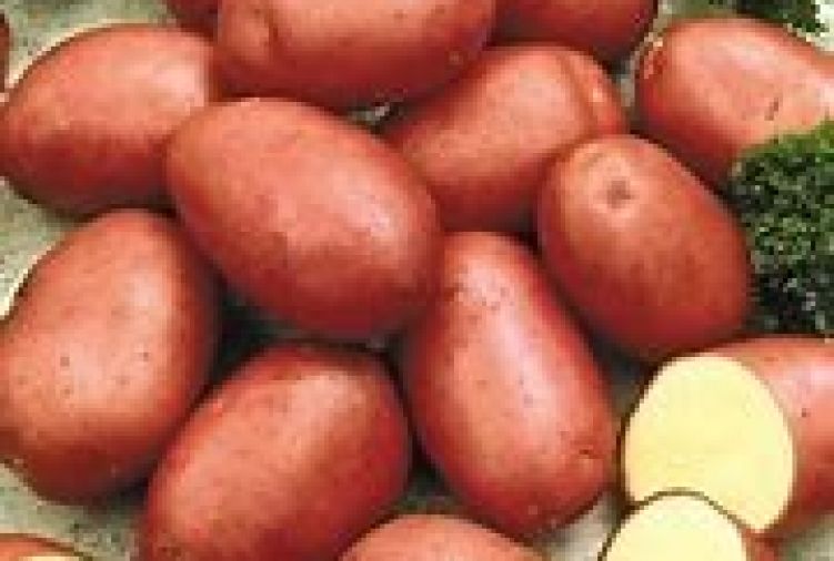 Ziemniaki jadalne odmiana Red Sonia