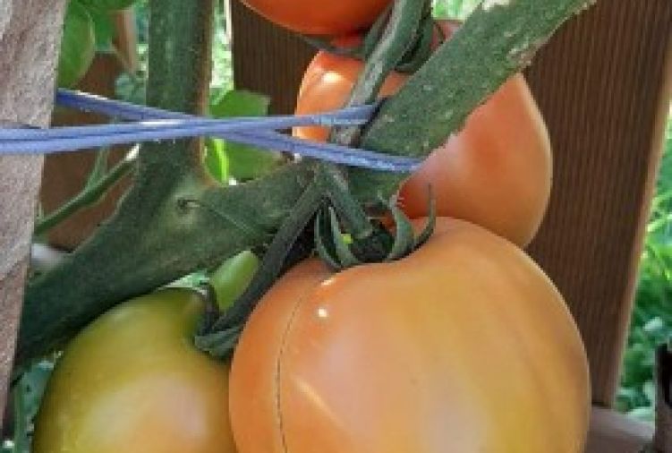 Pomidory gruntowe
