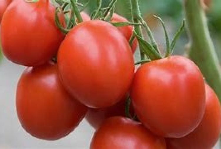 Pomidor - odmiana Polfast